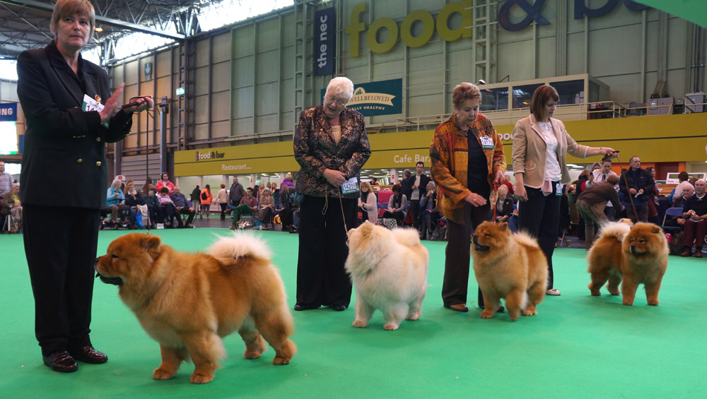 Open bitch: 2.Res.CC CH Simcha Chucuito 3.CH Dejoh Dior Res. Lechan Christmas Joy VHC CH Chowawen Stary Lane 
