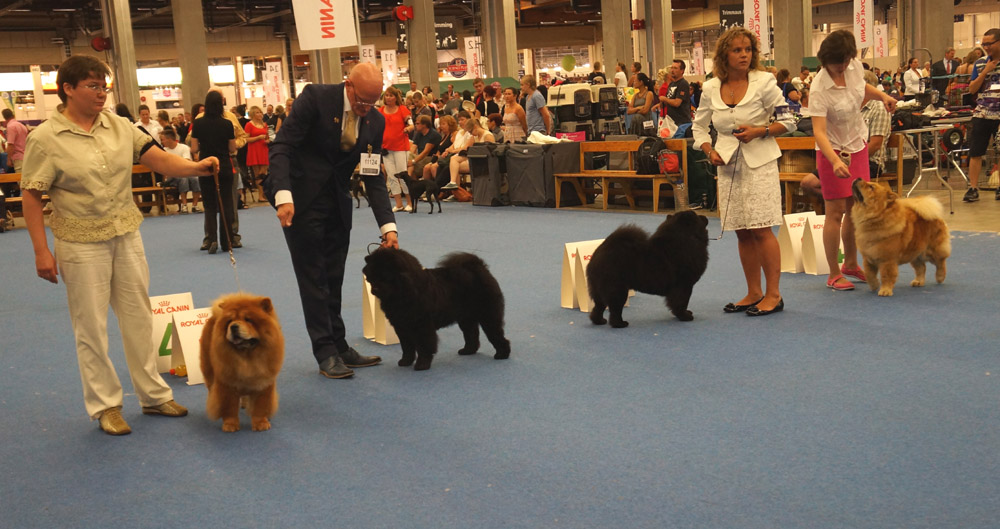 Open females 1. Le-pash Esenia Enigma Stars 2. Xquisitcolinase Imperialese De las Colinas 3. Atlanta Lietuvos Liutas 4.Arleyn Letty Victoria