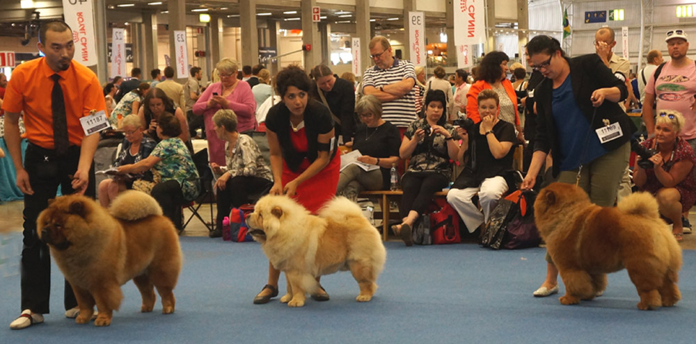 Open dog 1. Daxiong Of An Na Kennel 4. Face To Face De Los Perros De Bigo 3. Have A Nice Day Dei Leoni Imperiali