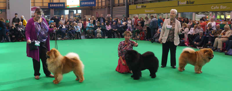 Open dog 3. CH Kwaitang Kristian At Kyong Res. CH Inchgou Filipp Krasivy VHC CH Simauta Dess Rizhii Shum For Hiswin