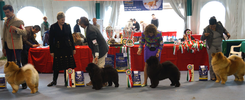 Open bitches: 1.Cac Loose Your Mind Dei Leoni Imperiali 2.L&A Goodtymes Black Eyed Pea 3.Atlanta Lietuvos Liutas 4.Kisses Of The Golden Girl Del Ceppo Rosso 