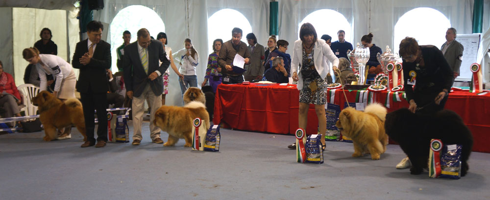 Open dog: 1.Cac Prim's Krasnoy Gorki Tsezario 2.L&A Goodtymes Manhatten 3.Leroy Van Mansjoerije 4.Borgo De Los Perros De Bigo   