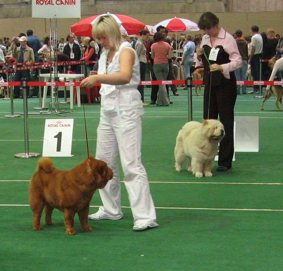 Open females - Left:Baltija Smooth Cunami-Right:Simauta Dess Cavaji 1.CAC