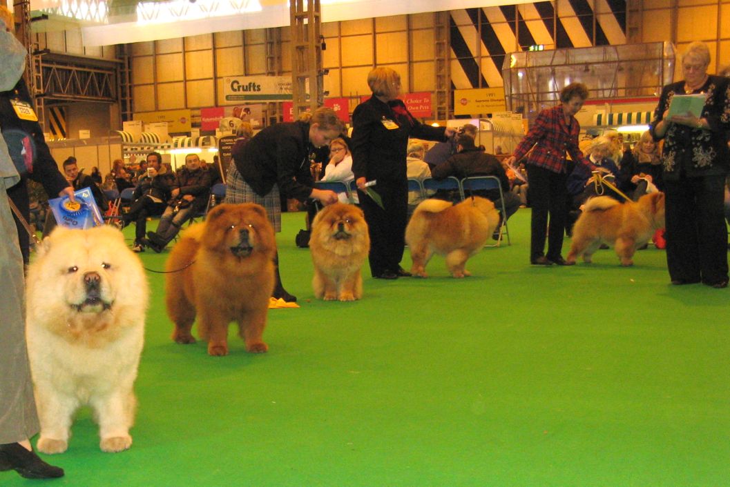 Open dog 1-CH Tanlap Tuftytitan-2-CH Miketilla Monogram-3-Zorro Lietuvos Liutas-Res.-CH Rendel Jo Jo-VHC CH Rendal Denio