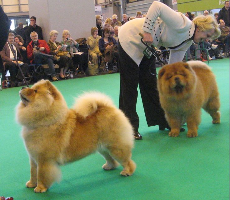 Open Bitch-1.BOB+CC CH Chopan Miss Chandelle 2.CH Mactykes  American Beauty At Komatsu