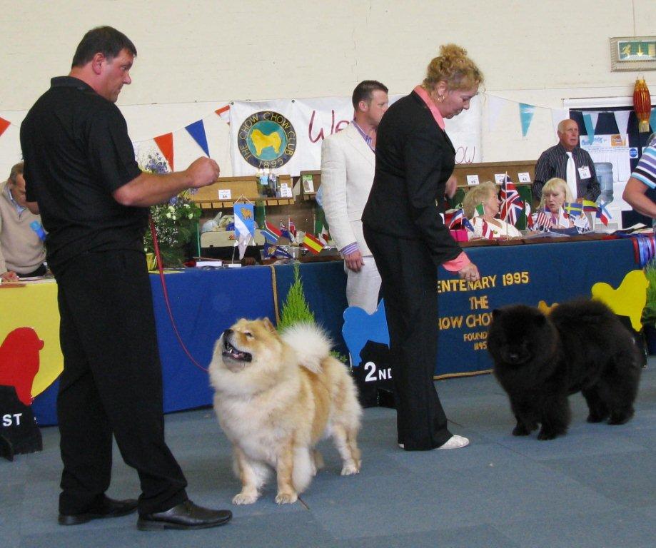 Open bitch 1.CH Chopan Miss Chandelle 2.CH Piuk Chow Missies Victoria Princess