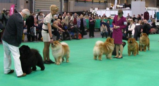Open Dog 1.+BOS+Dog CC CH Cherrymount Good To Be Black For Lechan - 2. Dog Res. CC CH Di Ka Tchou Zung Tzung - 3. CH Orinells Ego Trip - Res. CH Hiswin Star Magellan - VHC CH Shan Di