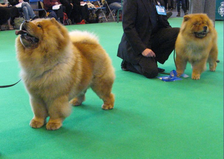 Open Dog-1. Towsuchets Mister Mister At Baybar 2.CH Hiswin Star Magellan