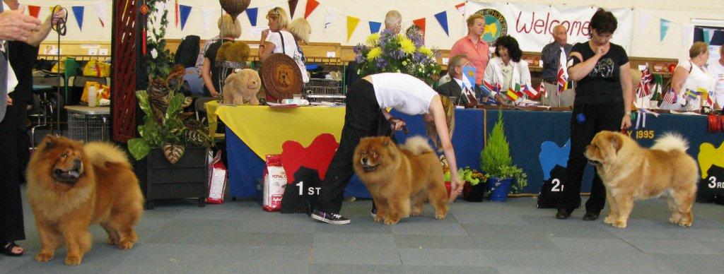 Open Dog