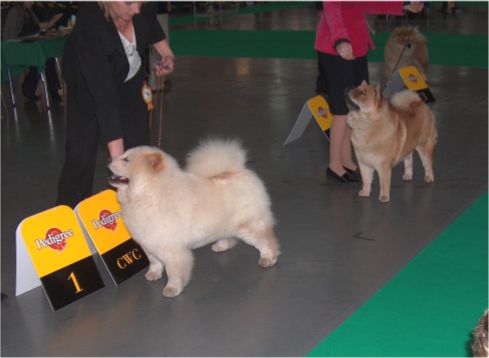 Open female-1. Pei Fang Creme De la Creme 2. Bidachows Graceful Smooth Gabby