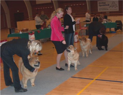 Open females 1. Chengtus Loves Heidi 2. Bidachows Gentle Smooth Gabby