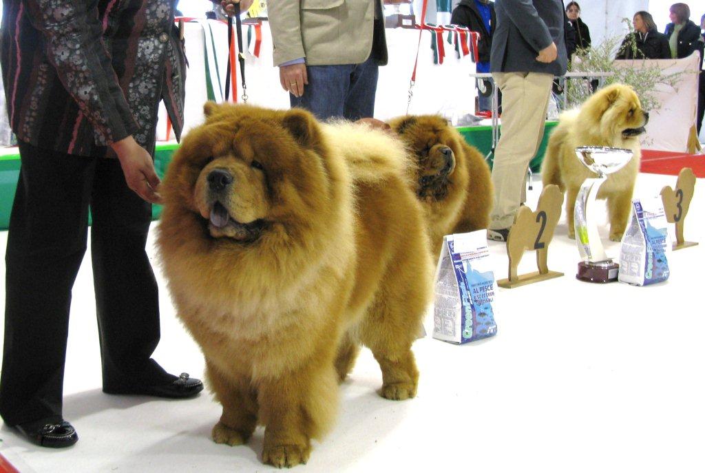 Open male 1.+CAC Tin Pan Alley Can Can Charlie 2.+Res.CAC X-Red Ray Dei Leoni Imperiali 3.Moima Alberto Tomba