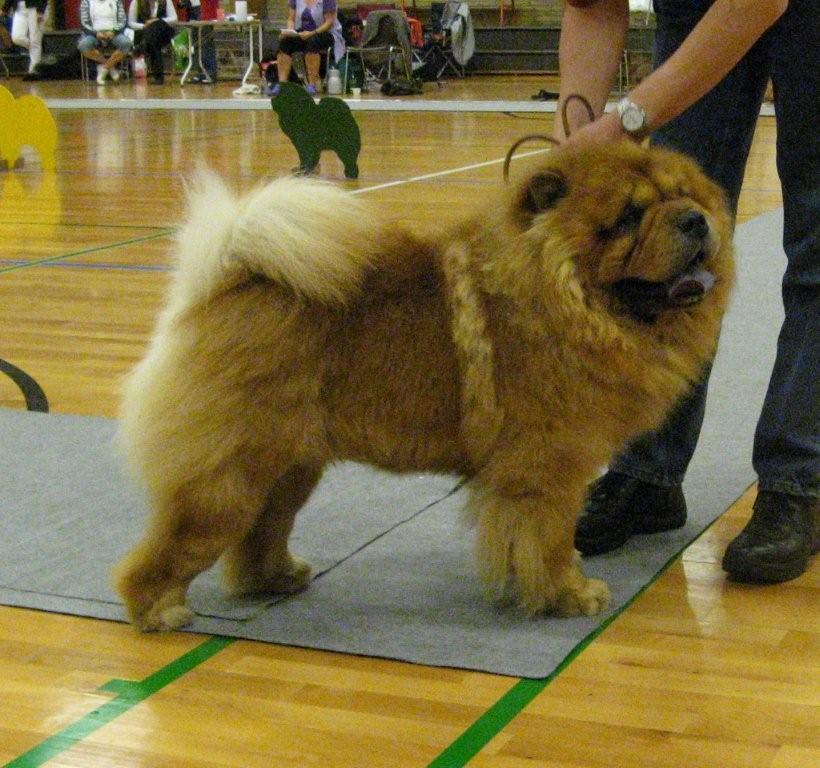 Open male vg4-Piuk Chow Privat Passion
