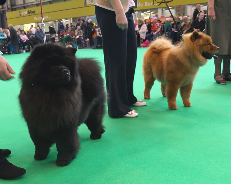 PGB 1. Emjacques Princess Aurora At Bojinghai 2. Chowawen Christmas Berrie