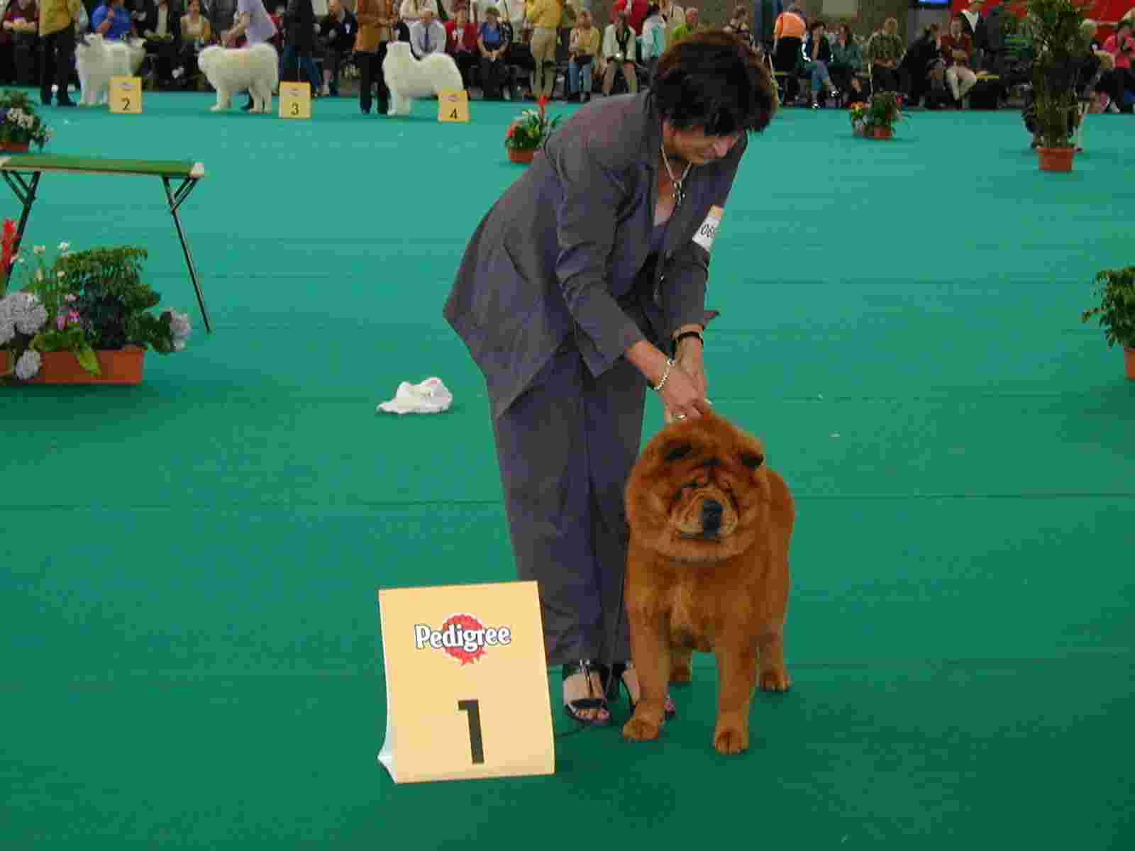 World Winner BOB-Paramount Stylish Smooth