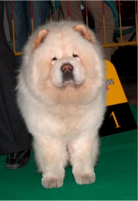 2nd best male-Pei Fang Creme Sheridan