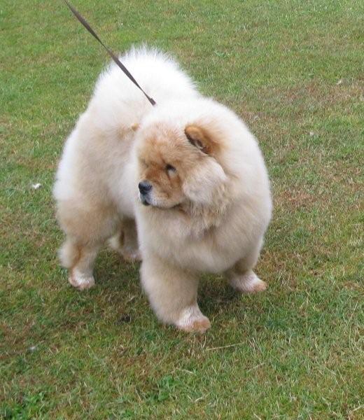 Best puppy-Pei Fang Penny Lane At Sherae