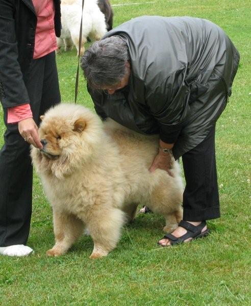 Best puppy-Pei Fang Penny Lane At Sherae