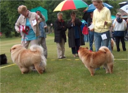 Best Puppy Peifus Amin Xiong-Best Puppy female Bidachows Graceful Smooth Gabby