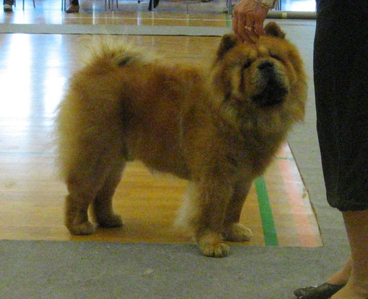 Open class 3. Pelis Ringo Of Flensborg