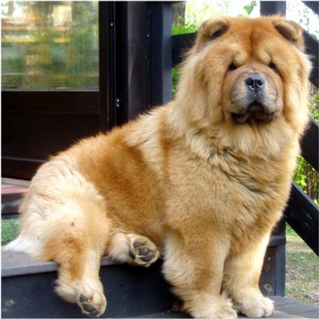Stagebos Penny Lane-2 year-photo S.Bjotveit