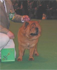 Phoenix Kwaaitjie Of Cejam-res.open dog