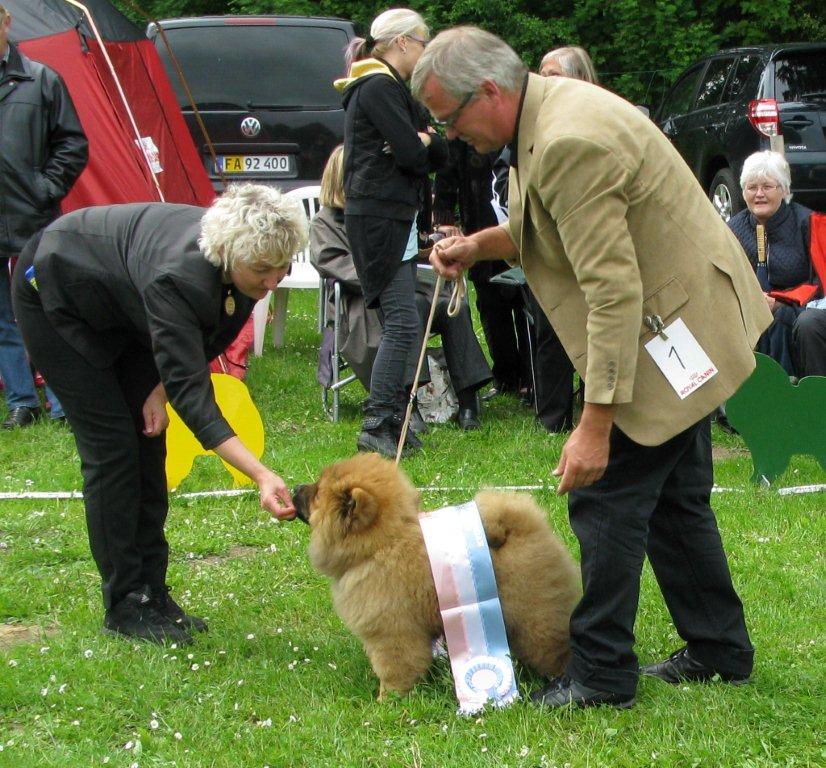 Best baby Piuk Chow Plenty Of Pleasure (BIS puppy)