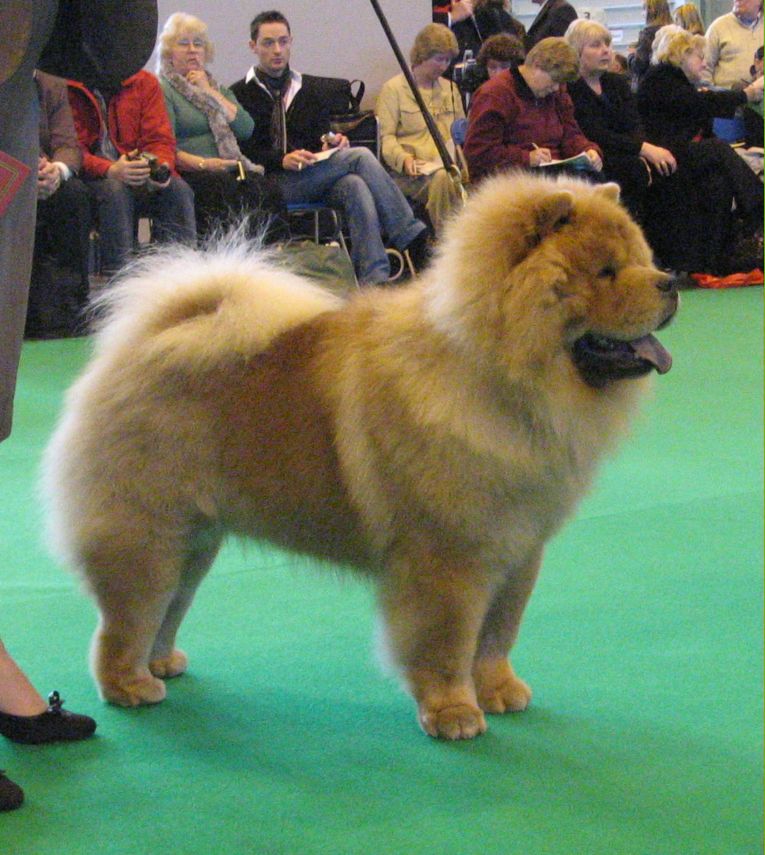 Post Grad Dog-1.Hes The One