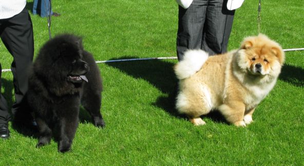 Puppy bitch 1.Drillshank Dark Destiny At Ajondee 2. Snowlegend Hoshi