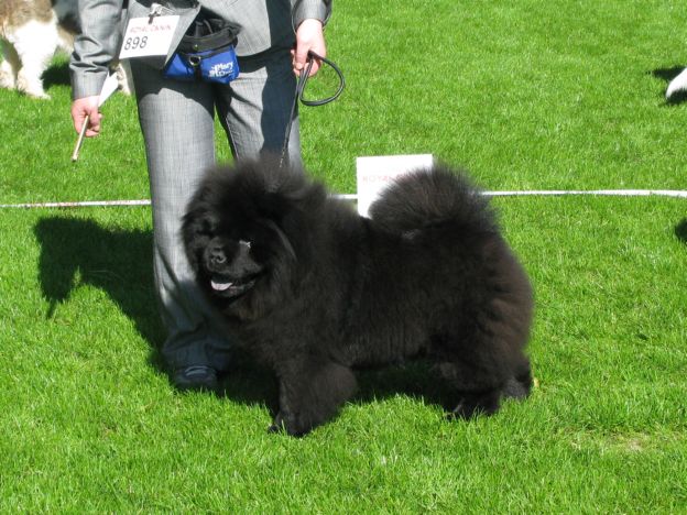 Puppybitch 3.Kuanyin Cleopatra At Yenoor