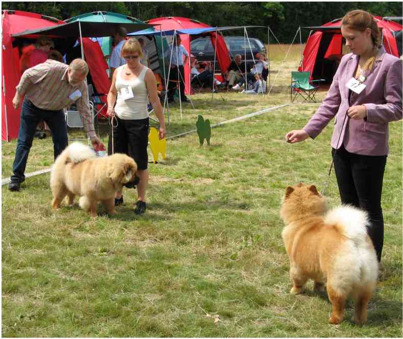 Puppy females