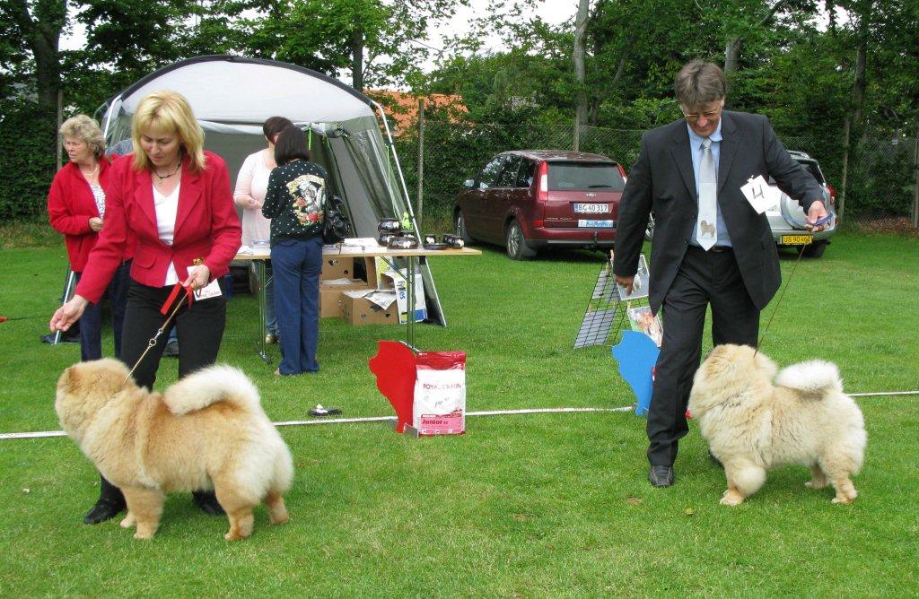 Best female puppy 1. Ynhaltijain Noidan Lemmenrohto 2. Bon Triumph Zara