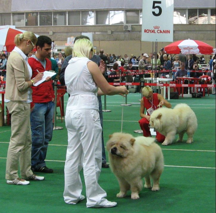 Best puppy-Zhemchuzhina Dinastii Dao Shu Fenshuj Krem