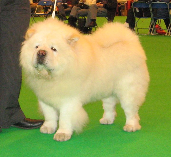 Puppydog 2-Sumsai Slice Of Ice