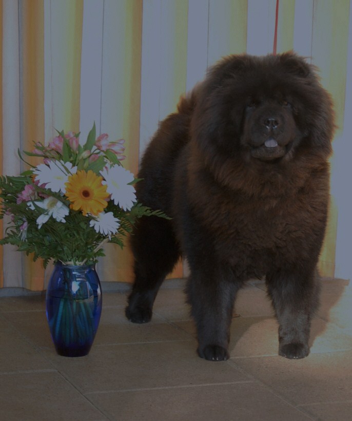 Italian Champ.+Repr.Champ.Stagebos Queen Of Spades