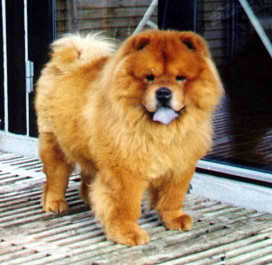 Jowtrix Red Merrill - died 8½ year old