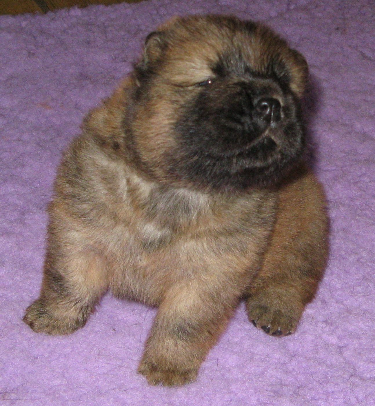 Wild Thing-3 week
