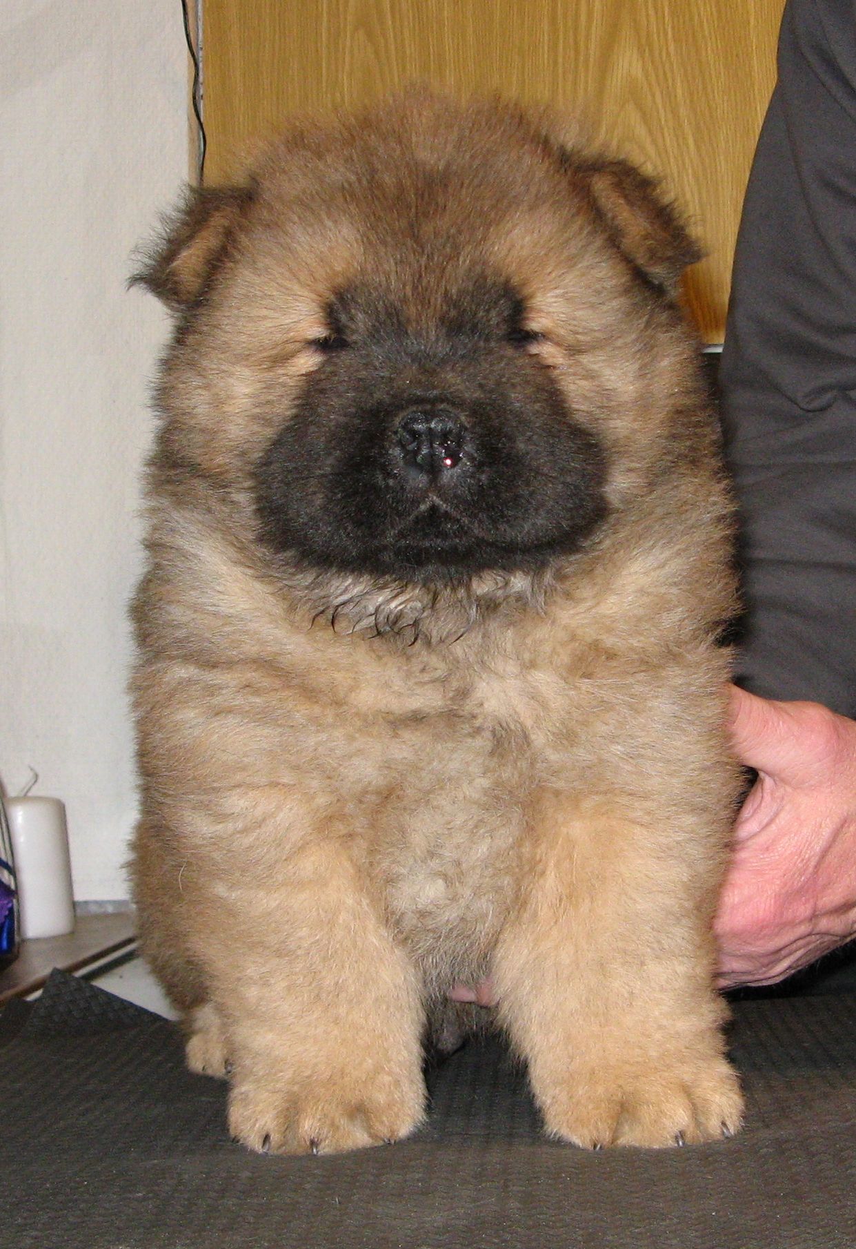 Wild Thing-6 week