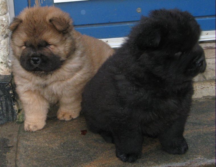 Wild Thing+Wig Wam Bam-6 week