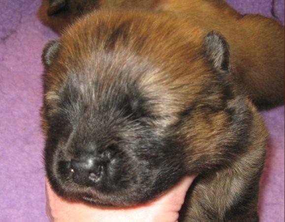 Wild Thing-2 week
