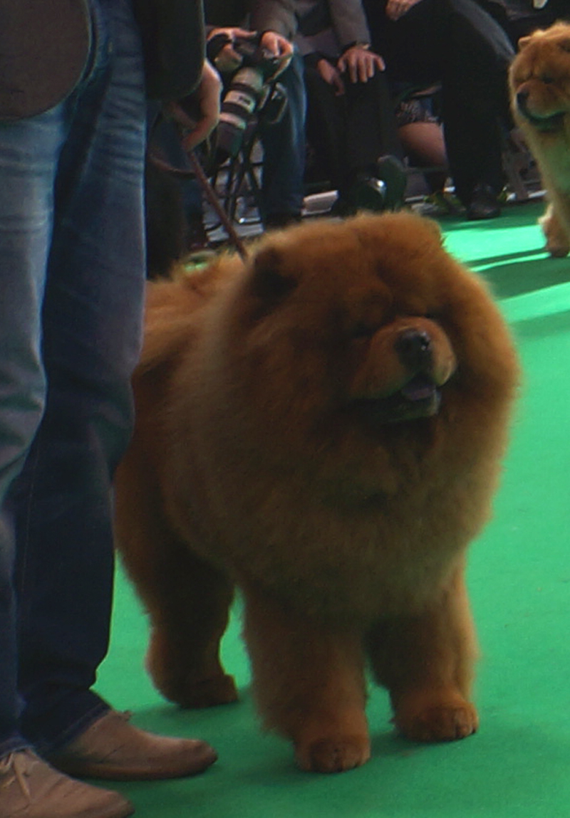 Dog Res.CC CH Heart Mind Fire Dei Leoni Imperiali