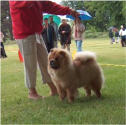 Rosenvnget Bine-Puppy female 2.v.