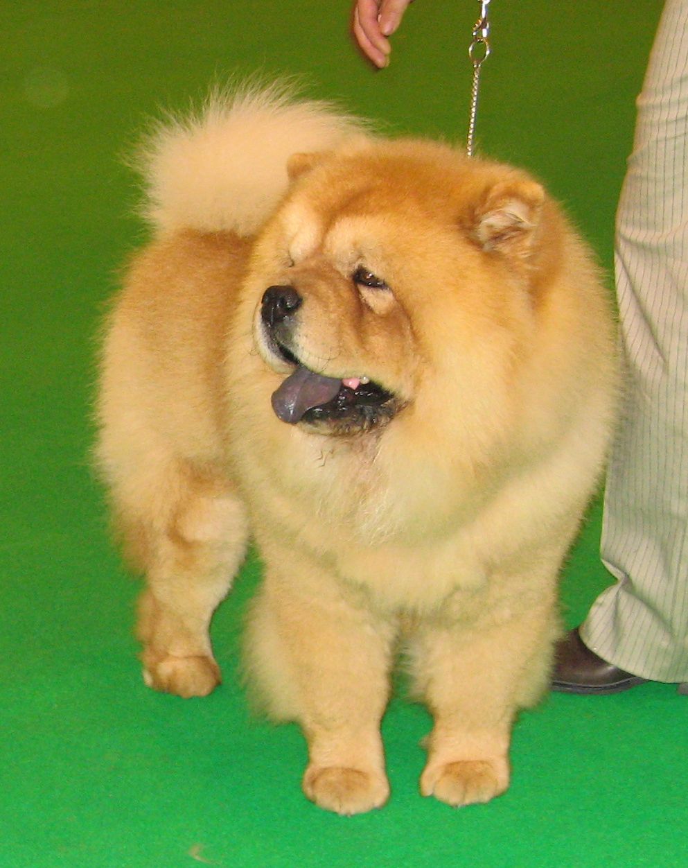 SP CH Mi-Paos Canadian Red Sugar