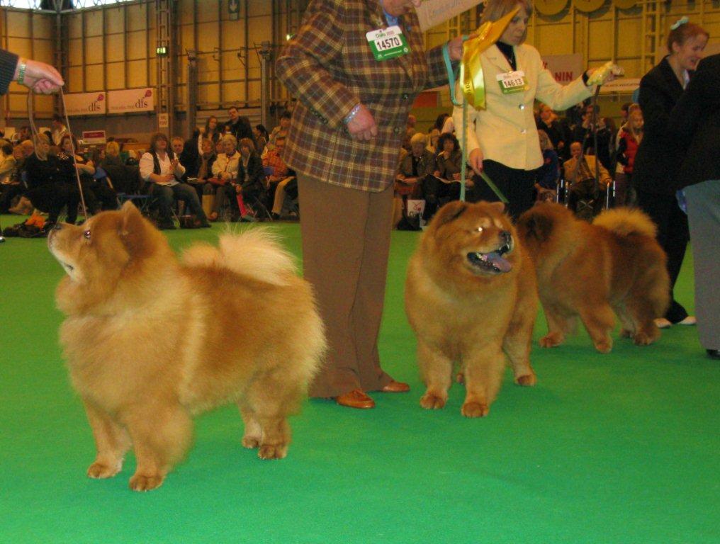 Limit dog 2. Shanutai Solitaire 3.Maychow Red Chenko For Benchow RES Shardan Right On Target 