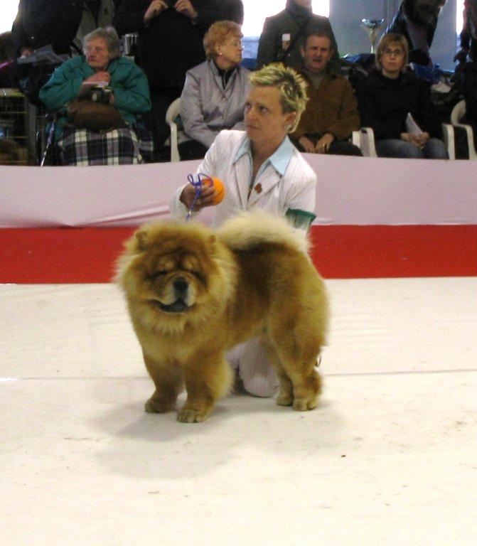 She Te Chows Al Capone Exc.4-intermed.male