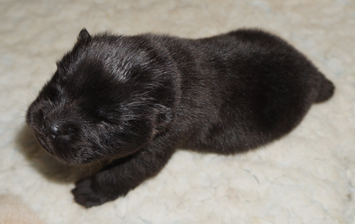 Black male-2 week
