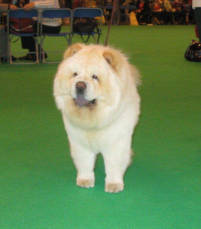 Dog res.CC LoyjeanPrince Of Egypt