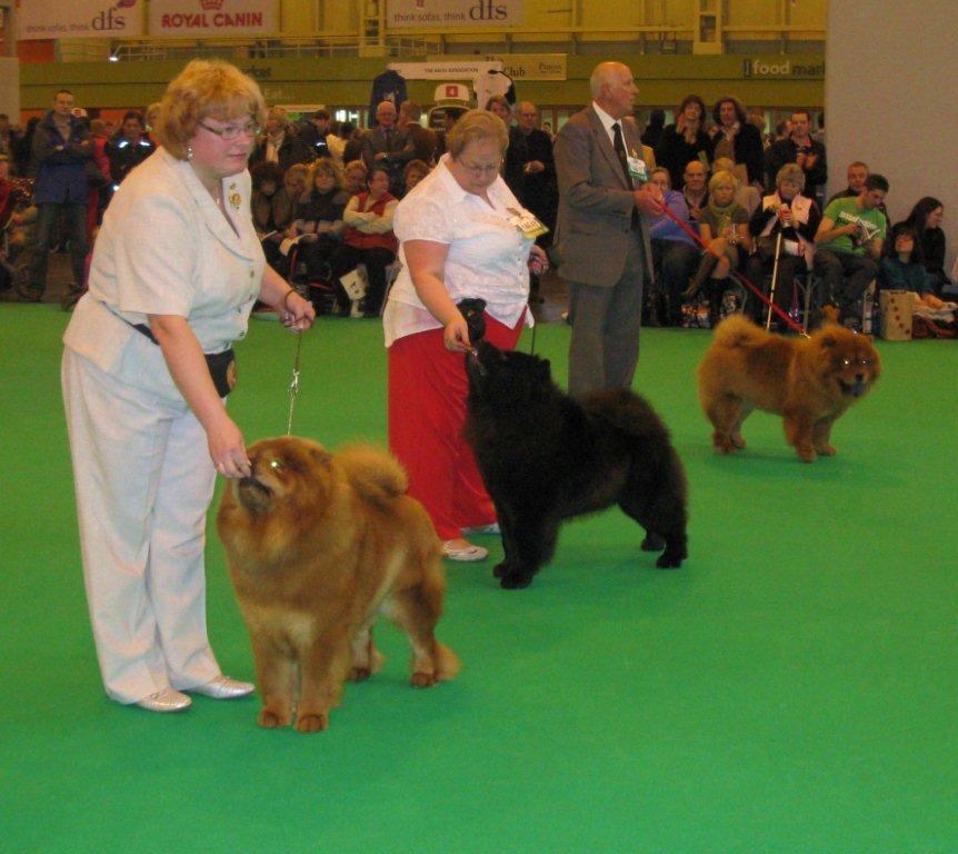 Spec.junior dog 3.Forth Chance Lietuvos Luitas Res.Sukura Midnight Shadow VHC Miketilla Mondrian At Brunita