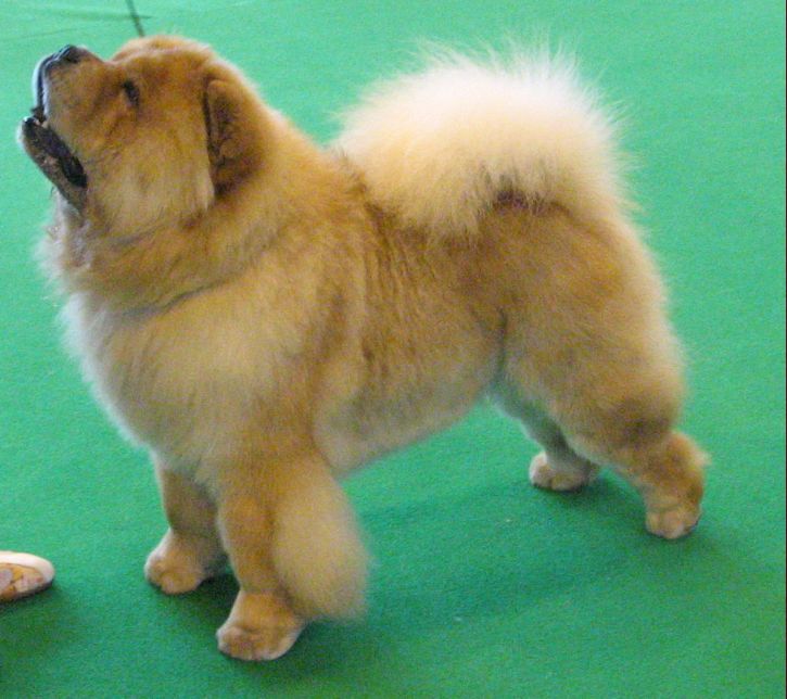 Spec.Juniodog-1.Kyong Kal Q Lator