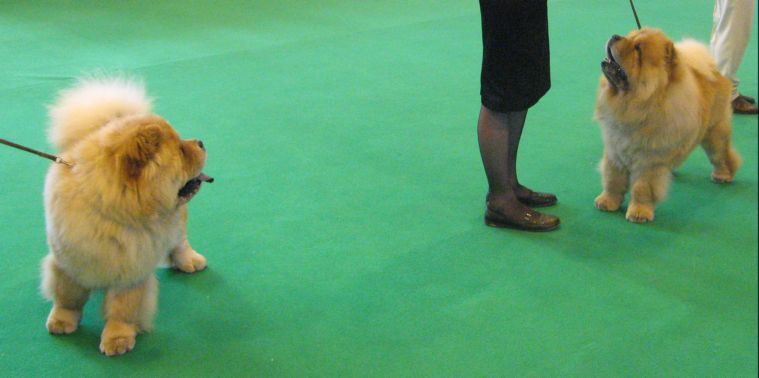 Spec.Juniordog-1.Kyong Kal Q Lator 2.Orinells Ego Trip